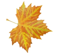 Результат пошуку зображень за запитом "осінь лист"